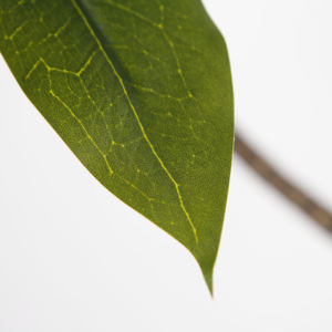 200cm Faux arbre à <span class=keywords><strong>pain</strong></span> plantes artificielles arbre décoratif en pot pour salon intérieur décor à la maison - Product Image 3