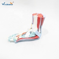 Modelo Anatómico de Músculos del Pie Humano, Tamaño Real, Músculos, Huesos y Ligamentos del Pie, Modelo para Enseñanza de Podología, CE/ISO/ROHS/CNAS
