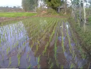 Boa qualidade arroz plantador arroz plantação máquina arroz transplante máquina com baixo preço