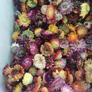 1 kg de fleurs séchées d'<span class=keywords><strong>Helichrysum</strong></span> <span class=keywords><strong>Bracteatum</strong></span>, têtes de fleurs Bracteantha Bracteata pour le thé - Product Image 3