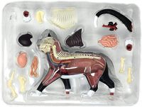 Modèle d'anatomie animale de chat simulé en 28 parties pour la science médicale, cadeau pour enfants, ressource pédagogique CE/ISO