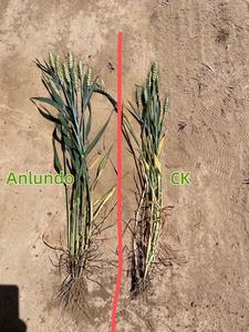 Extrait d'<span class=keywords><strong>algues</strong></span> brunes, extrait d'<span class=keywords><strong>algues</strong></span> <span class=keywords><strong>marines</strong></span>, flocons d'<span class=keywords><strong>engrais</strong></span> organique, 20% d'acide alginique, noir, OEM, extrait d'<span class=keywords><strong>algues</strong></span> <span class=keywords><strong>marines</strong></span> <span class=keywords><strong>en</strong></span> <span class=keywords><strong>poudre</strong></span> rapide - Product Image 5