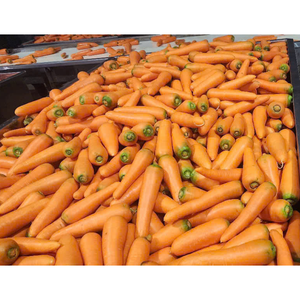 Carottes en dés séchées de qualité supérieure du Viet Nam Couleur vive et saveur fraîche pour la cuisson de légumes sains - Product Image 6