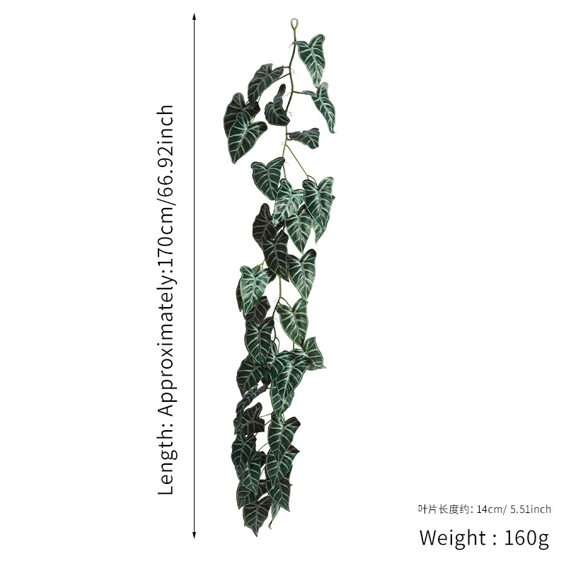 เผือกขาวลาย