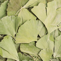 Feuilles de Ginkgo séchées de haute qualité Yin Xing thé à saveur séchée à vendre produit de soin sain aux herbes de Chine