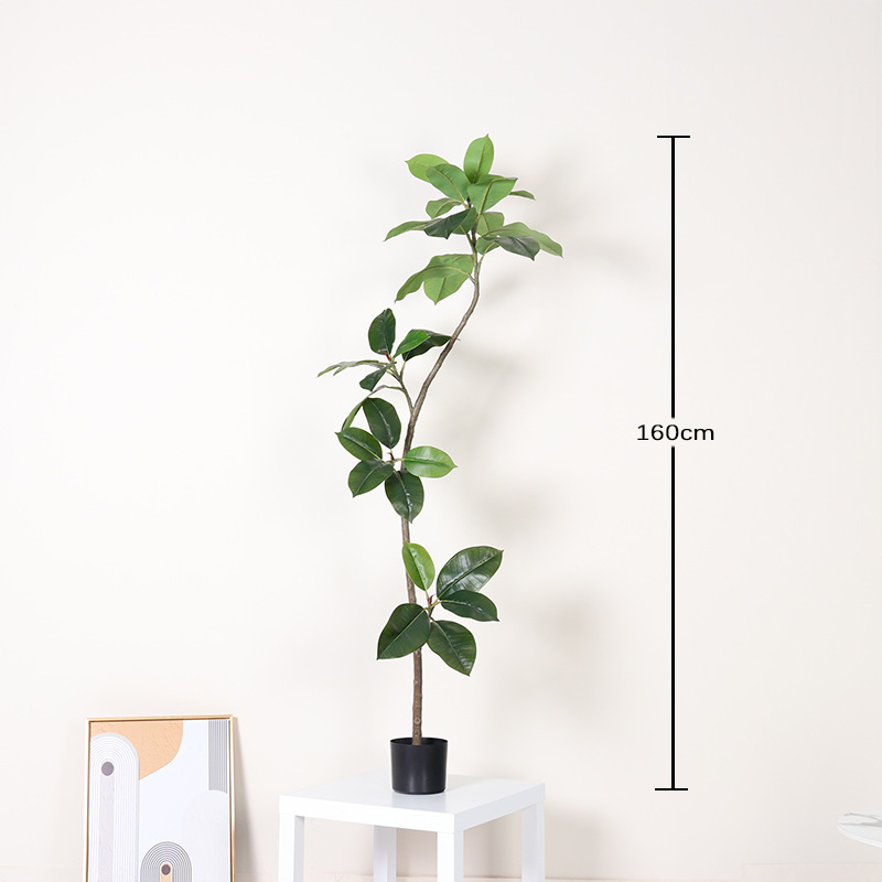 Ficus microcarpa - 160 cm