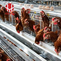 Vente Chaude : Cage de ponte de type A pour poules pondeuses, galvanisée à chaud, antirouille, équipement d'élevage avicole