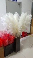 Bunga Pampas Kering Y-B011 Putih, Lembut, Alami, Elemen Dekoratif untuk Rumah, Pernikahan, Halloween, Wisuda, Hadiah Natal