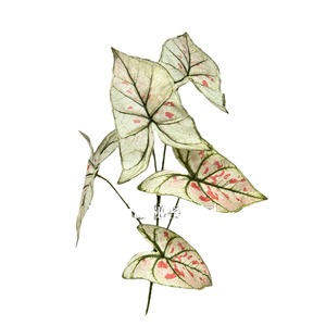Feuilles artificielles Caiyuyehaiyuye vertes à motifs blancs imprimées en 3D pour la décoration de la maison et les accessoires de mariage - Product Image 1
