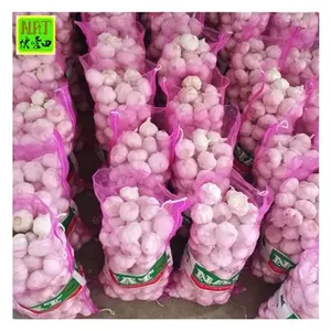 Hot Sale 5.5cm Export Fresh Purple Garlic For Wholesale With GLOBAL GAP Cheap Price 100% Natural White Garlic For Wholesale