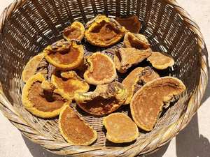 Estratto all'ingrosso di Phellinus Igniarius Phellinus 30% estratto di Beta glucano solubile in acqua - Product Image 5