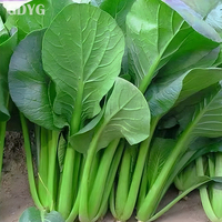 Verse en insectenvrije Pak Choi Bok Choy IQF diepvries uit China, premium kwaliteit |   Vers verwerkt voor export