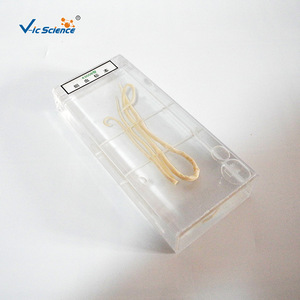 Préservation des spécimens d'Ascaris lumbricoides, aides pédagogiques en biologie et équipement expérimental pour les collèges et les lycées - Product Image 4