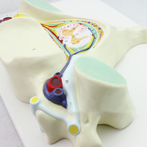 การฝึกอบรมการตรวจโรคอัมพาตอักเสบจากวิทยาศาสตร์การแพทย์ เครื่องมือทางการแพทย์ แบบจำลองการตัดต่อไขสันหลัง - Product Image 2