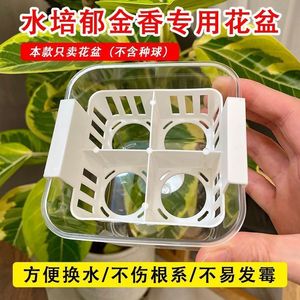 Hydroponic Tulip Grower Set Transparent Plastic Planter With Basket For Desktop Use <b>Square</b> Design Minimalist Style A-130 - Product Image 3