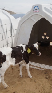 송아지 사육용 플라스틱 실내 우리, 100% 버진 폴리에틸렌 송아지 펜 - Product Image 5