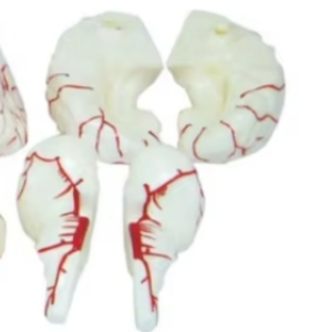 Modelo Anatómico del Cerebro Humano para Entrenamiento Médico, con Arterias, 9 Partes, para Enseñanza - Product Image 4