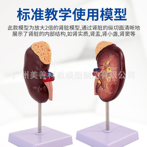 Modèle d'enseignement d'anatomie rénale grossi 2x, modèle réduit d'anatomie rénale humaine normale, avec glande surénalette - Product Image 1