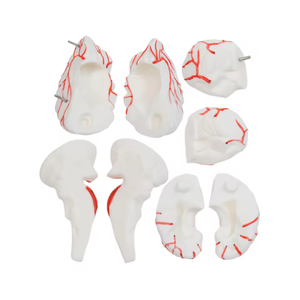 หุ่นจำลองกายวิภาคสมองขนาดเท่าของจริง (8 ส่วน พร้อมฐาน) - แบบจำลองการสอนทางการแพทย์ขั้นสูงทำจาก PVC สำหรับใช้ในโรงเรียนและโรงพยาบาล - Product Image 5