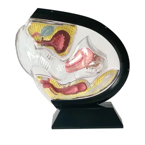 투명 자궁 여성 골반 모델 캐비티 복부 방광 난소 직장 및 미저골 해부학 모델