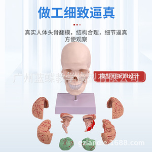 Modèle de crâne humain de simulation médicale 1:1 pour adultes : Anatomie du crâne, crâne blanc avec colonne cervicale, anatomie du cerveau - Product Image 2