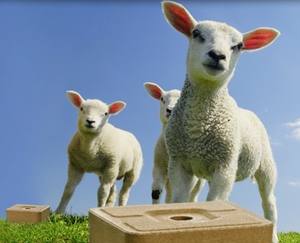 Pressa Idraulica a Quattro Colonne YST 500 per Compattazione di Blocchi di Sale da Leccare per Bovini e Ovini - Product Image 4