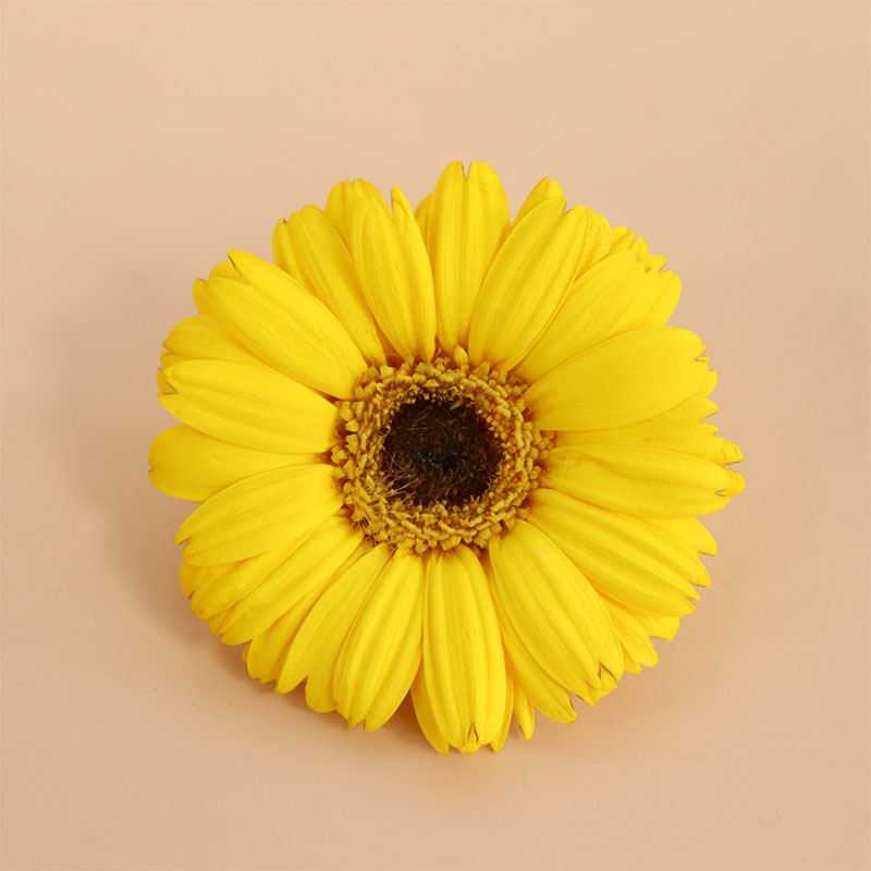 4-5cm Yellow