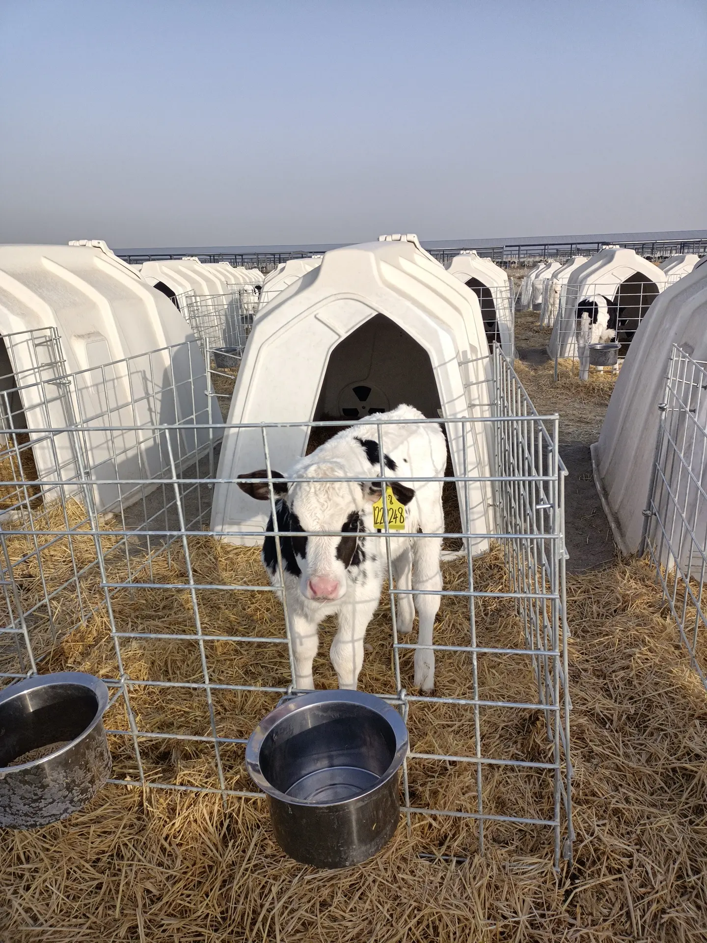 Ilha de panturrilha de plástico para vacas, gaiolas de ar confortável e abertas, porta frontal, casa para gado