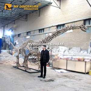ซากดึกดำบรรพ์ไดโนเสาร์ DS1224 Mydino โครงกระดูกอะลาโมซอรัสสำหรับขาย - Product Image 2
