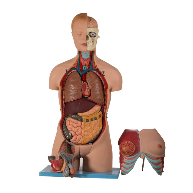 Human Body Dual Sex Torso Model - 20-Part Anatomical Human Model