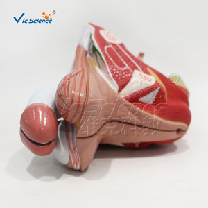 Modelo desmontable de genitales masculinos internos y externos de 4 partes con etiquetas y material didáctico de anatomía. - Product Image 5