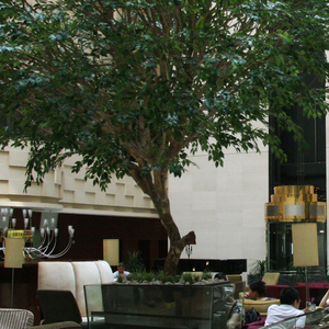 Fabricación de China de plástico de interior Ficus árbol Artificial Banyan árbol para <span class=keywords><strong>el</strong></span> aeropuerto - Product Image 5