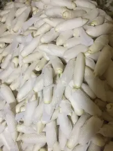 Chinese Factory Supply Fresh Organic Vegetables Radish White Green Fruit Radish And Seeds Prices From China For Sale