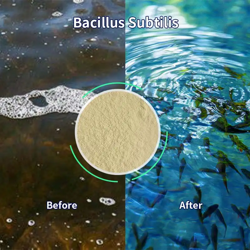 Micro-organisme Meststof Bacillus Subtilis Voor Bodemverbetering Natuurlijke Voeder Voor Voedervoeder Toevoeging Aquacultuurvoeders