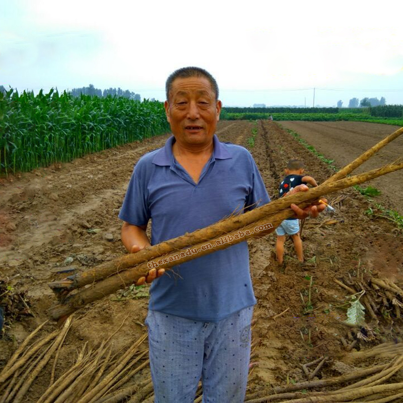 Xanadu Groothandel Gedroogde Klit Wortelplakjes Chinese Kruiden Natuurlijke Thee Cafeïne Vrije Wortels Organische Groei Niu Bang Gen