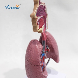 Modelo del Sistema Respiratorio para el Estudio del Asma: Comparación Visual de Bronquios Sanos y Vías Respiratorias Contraídas por Asma para la Enseñanza de Pulmonología - Product Image 6