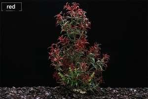 Fournitures pour aquarium, plantes artificielles, décoration de l'aquarium, herbe aquatique de simulation en plastique écologique, <span class=keywords><strong>Levana</strong></span> - Product Image 5