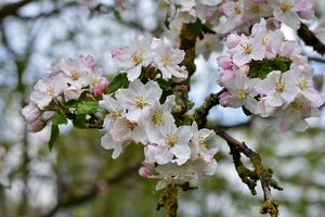 Il fertilizzante per fogliame Kenvos rende i fiori di frutta <span class=keywords><strong>e</strong></span> verdura più forti, N-P-K i liquidi ad alta P possono personalizzare - Product Image 4