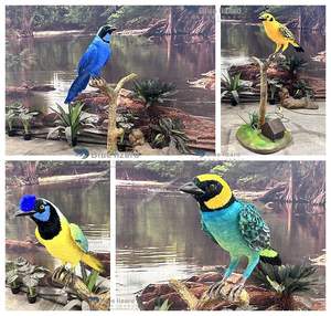 Afrika kuşları-sergi için özelleştirilmiş Animatronic safran-crowned tanbird kuş - Product Image 6