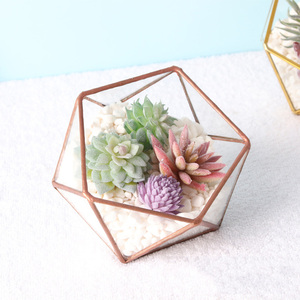 Mini contenitore di terrario geometrico in vetro all'ingrosso Set di terrari in oro Set di vasi da fiori in vetro fioriera vaso ciotola scatola di visualizzazione Decor - Product Image 2