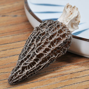 Jamur Morel liar tumbuh alami, harga grosir jamur Morel - Product Image 2