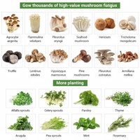 Ferme verticale en conteneur d'expédition avec système aéroponique, laitue, champignons, safran, énergie solaire, moteur, couverture en acier