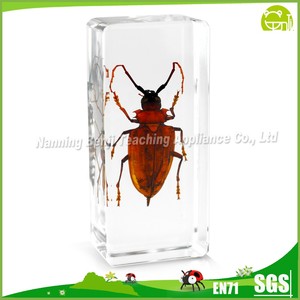 Resina trasparente colorato scarabeo scuola educazione esemplare di insetto tassidermia vera resina animale esemplare biologico in resina - Product Image 3