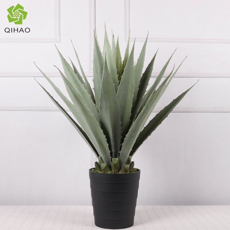 82 cm, agave à 25 feuilles, blanc grisâtre