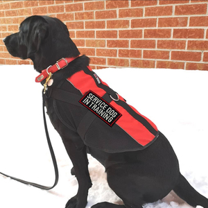 8 Pieces Embroidered <strong>Dog</strong> Patches Chenille Service <strong>Dog</strong> Vest Tactical Hook Loop Harness Logo DIY Decorations Removable Patches - Product Image 5