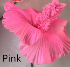 Pink