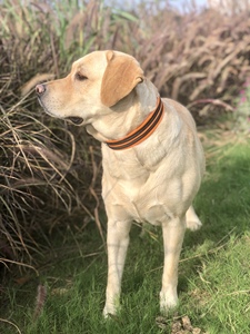 Truelove, venta al por mayor, <span class=keywords><strong>Collar</strong></span> de entrenamiento para perros suave transpirable de nailon Premium, <span class=keywords><strong>Collar</strong></span> para mascotas duradero reflectante multifuncional ajustable - Product Image 6