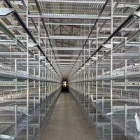 Équipement d'élevage en gros, cages à poulets, cages à volailles, cages à poules pondeuses pour élevage de poulets