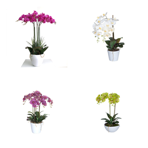 Hoa Và Cây Trang Trí Cây Lan Giả Trồng Trong Chậu Hoa Lụa Không Khô Hoa Giả Cây Cảnh Nhựa - Product Image 4