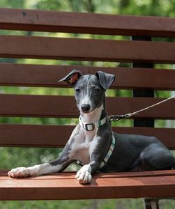 Nuevo estilo, moda de lujo, respetuoso con el medio ambiente, fácil de caminar, perro, gato, estilo H, juego de arnés y correa para perros, cuerda de plomo ajustable de 1,2 m - Product Image 2